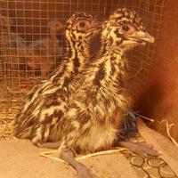 Emù struzzo Australiano