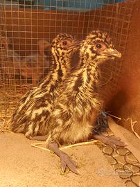 Emù struzzo Australiano