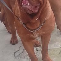 Dogue de bordeaux