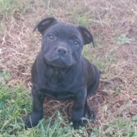 Staffordshire bull terrier