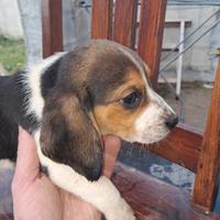 Beagle puri