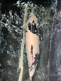 Carpe koi