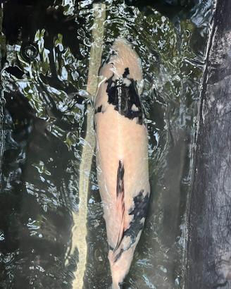Carpe koi