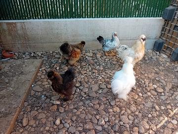 Galline moroseta