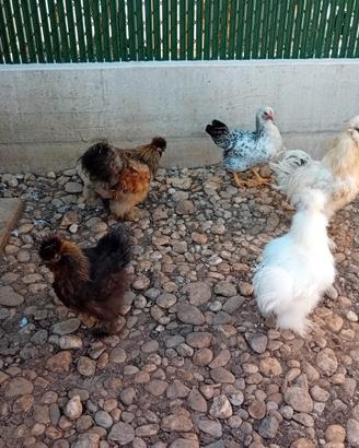 Galline moroseta
