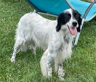 Setter inglese femmina