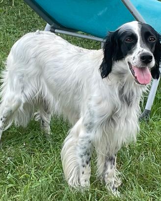 Setter inglese femmina