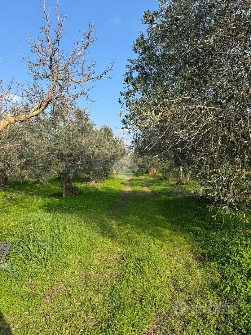 TER. AGRICOLO A SESSA AURUNCA - Vista 5