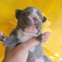 Bulldog francese blu