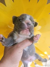 Bulldog francese blu