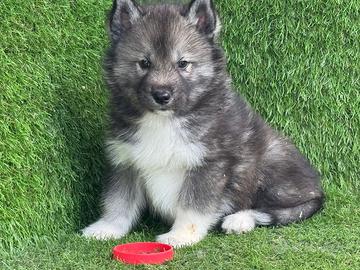 Husky