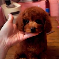 Cuccioli di barboncino, maltipoo e maltese