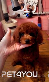 Cuccioli di barboncino, maltipoo e maltese
