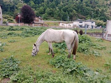 Cavalla per principianti/maneggio/passeggiata
