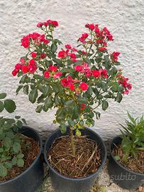 Rosa ad alberello con graziosi fiori rosa