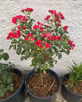 Rosa ad alberello con graziosi fiori rosa