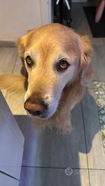 Golden retriver per accoppiamento
