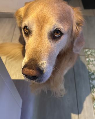 Golden retriver per accoppiamento