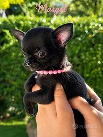 Chihuahua con pedigree e affisso Enci