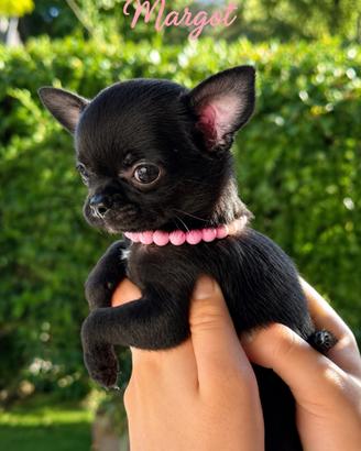 Chihuahua con pedigree e affisso Enci