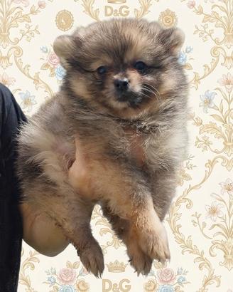 Pomerania spitz nano russo coreano red merle