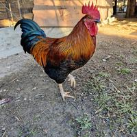 Galletto allevato a terra