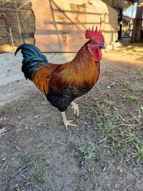 Galletto allevato a terra