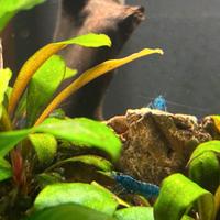 Neo caridine blue dream