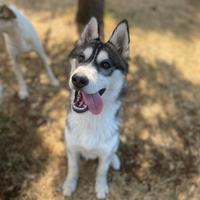 Cucciola di Husky 5 mesi in adozione