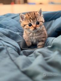 British maschio tabby