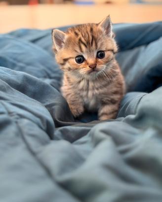 British maschio tabby