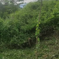 Effetto lavori Giardiniere