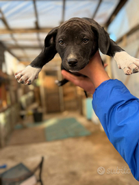 Pitbul adba con il pedigree