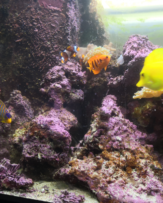 Acquario Marino