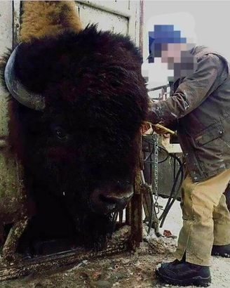 Bisonte Americano oversize. No circhi