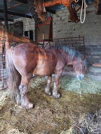 Cavallo stallone
