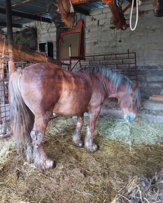Cavallo stallone