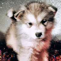 Alaskan Malamute cucciolo