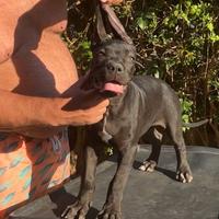 Cucciole di Cane Corso