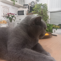 British Shorthair accoppiamento