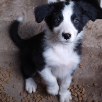 Ultimo cucciolo di Border Collie