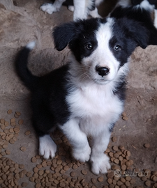 Ultimo cucciolo di Border Collie