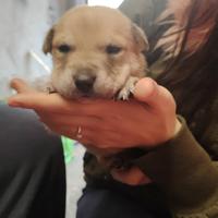 CUCCIOLI cane nati 25 gennaio