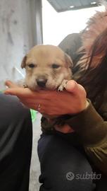 CUCCIOLI cane nati 25 gennaio