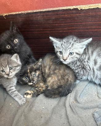 Regalasi gattini