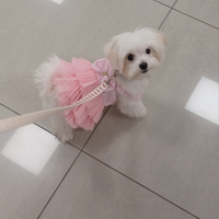 Fatevi avanti maschietti maltese toy