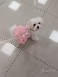 Fatevi avanti maschietti maltese toy