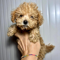 Barboncino mini toy albicocca