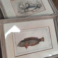 quadri e stampe pesci 