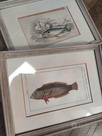 quadri e stampe pesci 